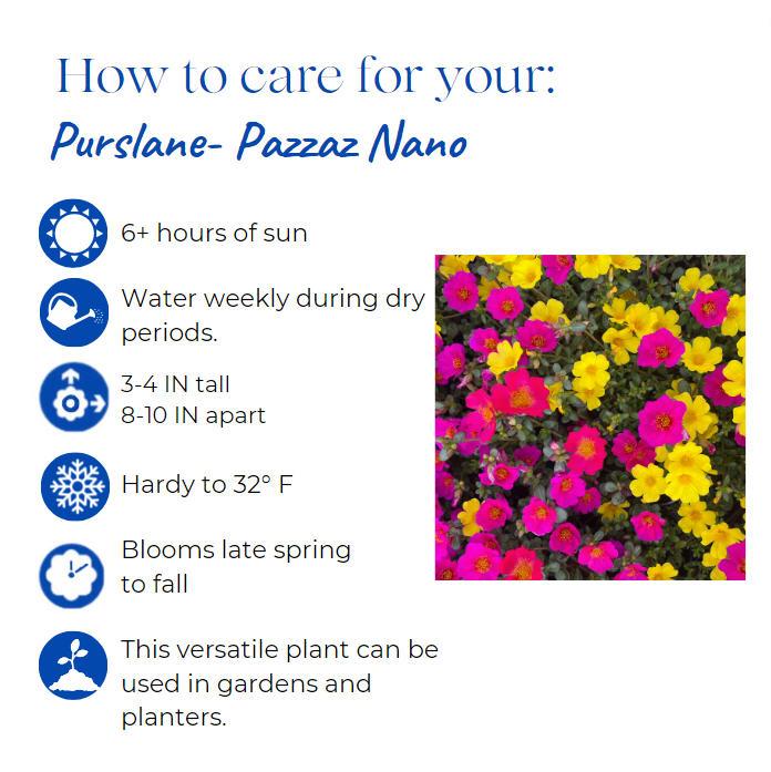 portulaca-oleracea-pazzaz-nano-yellow-purslane-little-hogweed