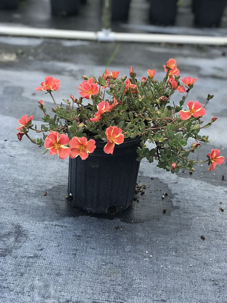 portulaca-oleracea-plumberry-purslane-little-hogweed
