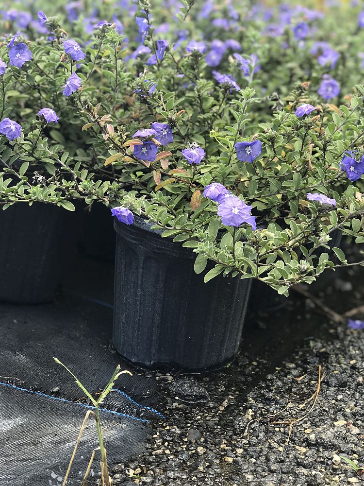 portulaca-oleracea-plumberry-purslane-little-hogweed