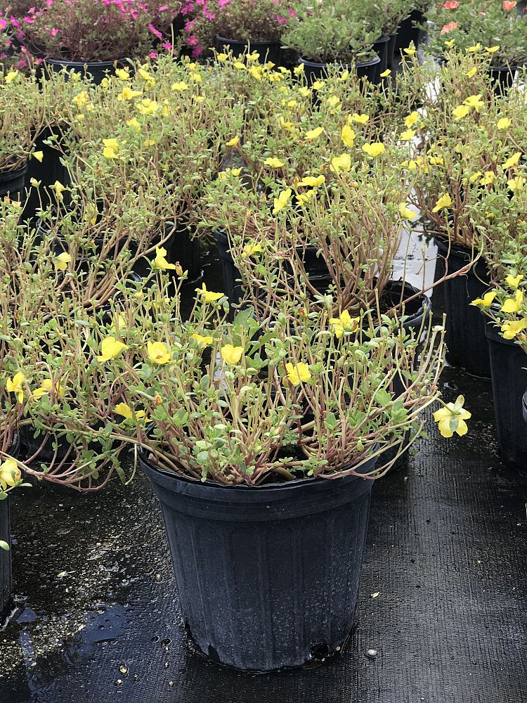 portulaca-oleracea-plumberry-purslane-little-hogweed