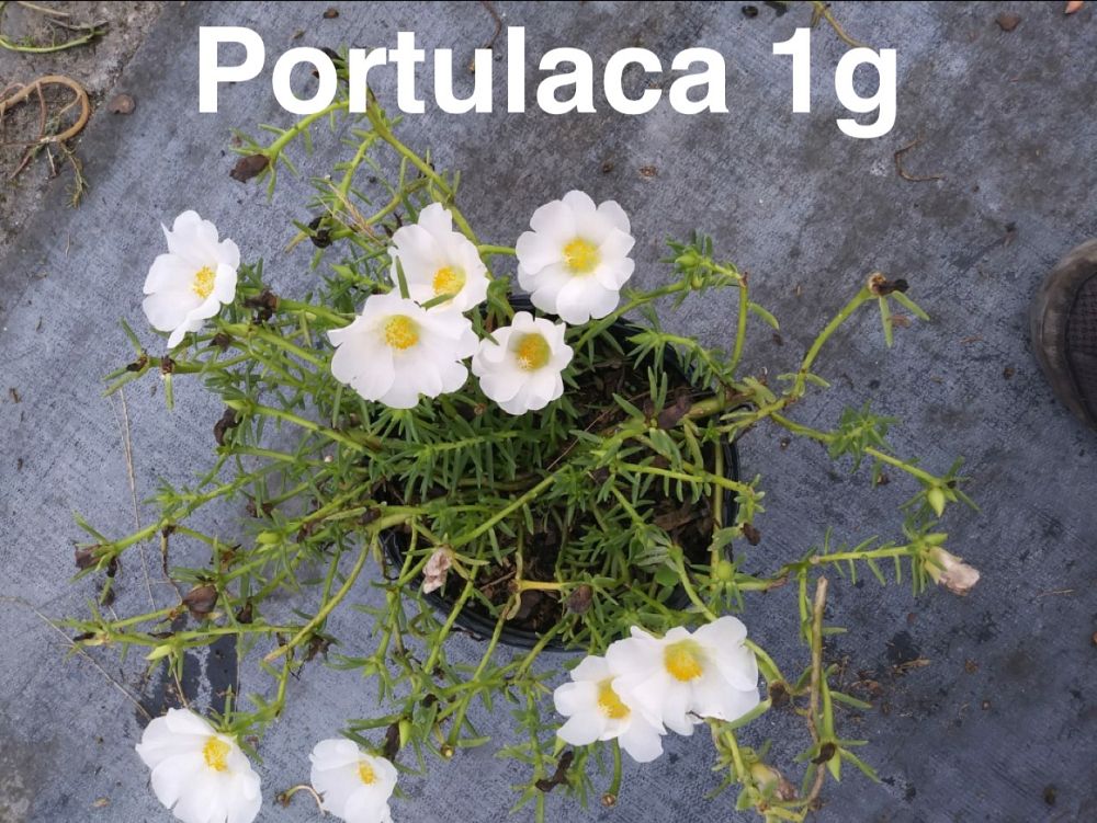 portulaca-oleracea-plumberry-purslane-little-hogweed