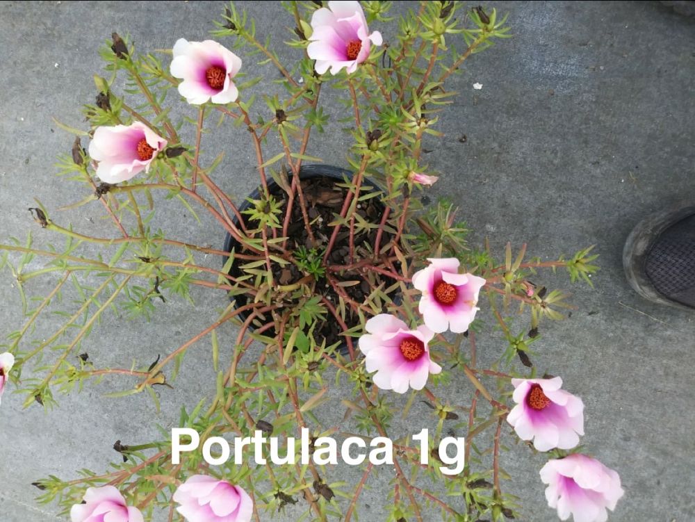 portulaca-oleracea-plumberry-purslane-little-hogweed