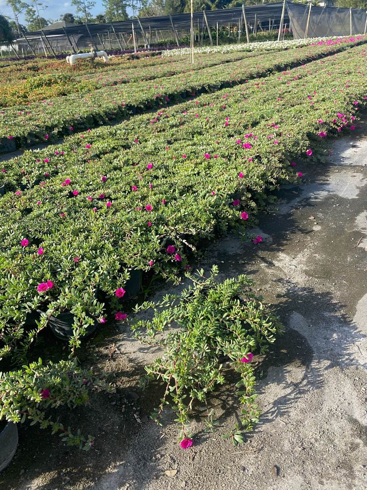 portulaca-oleracea-puerto-rico-purple-purslane-little-hogweed