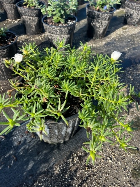 portulaca-oleracea-purslane-little-hogweed