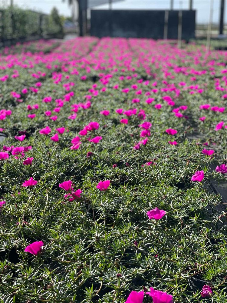 portulaca-oleracea-purslane-little-hogweed