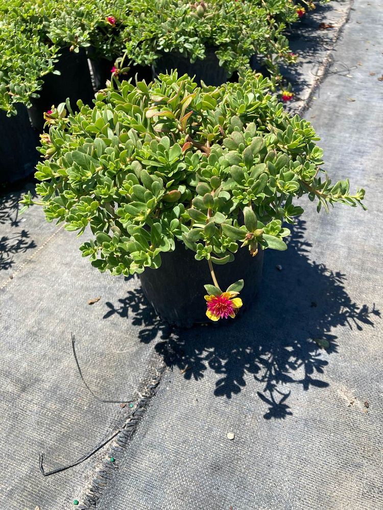 portulaca-oleracea-purslane-little-hogweed