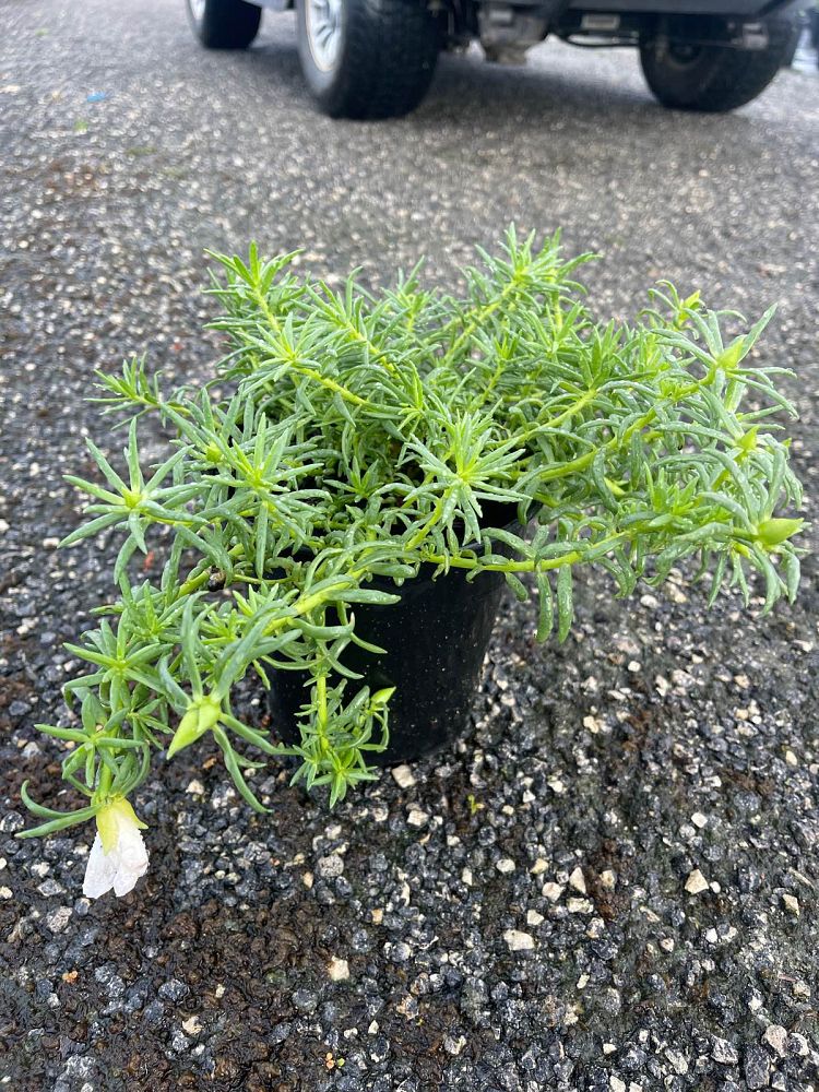 portulaca-oleracea-purslane-little-hogweed
