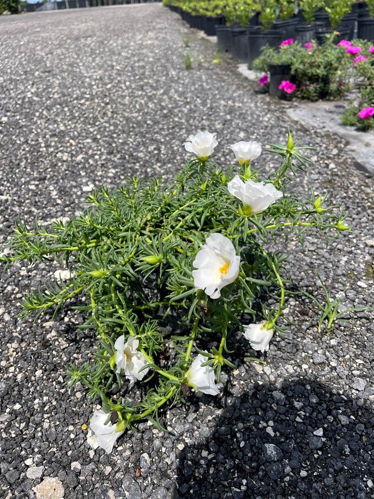 portulaca-oleracea-purslane-little-hogweed