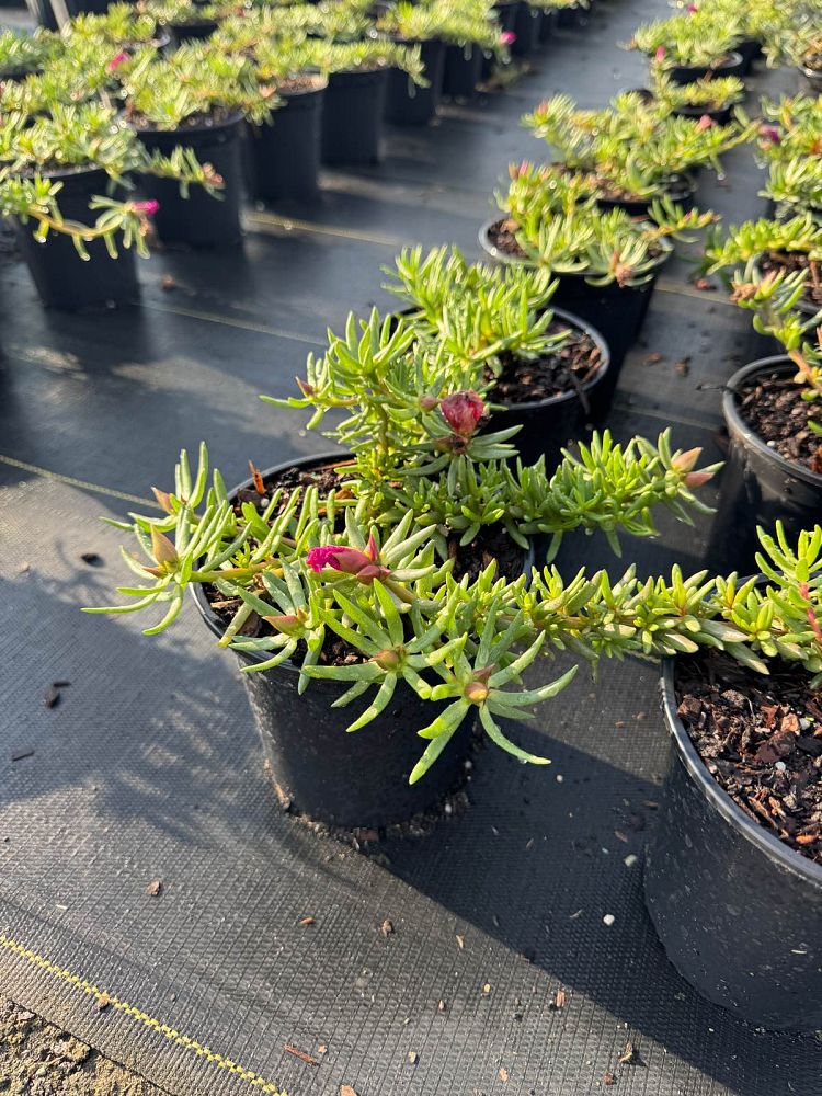 portulaca-oleracea-purslane-little-hogweed