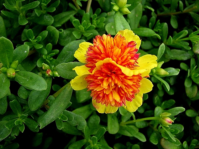 portulaca-oleracea-sunrise-sunset-purslane-little-hogweed
