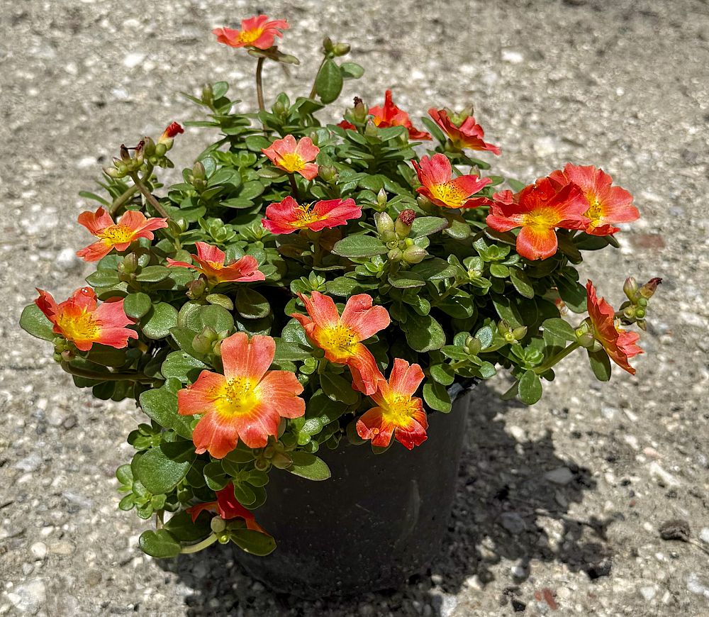 portulaca-orange-purslane-rose-moss