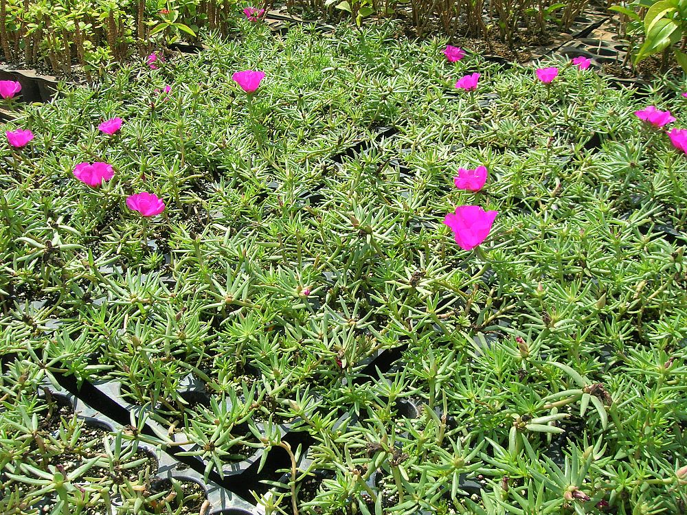 portulaca-purslane-rose-moss