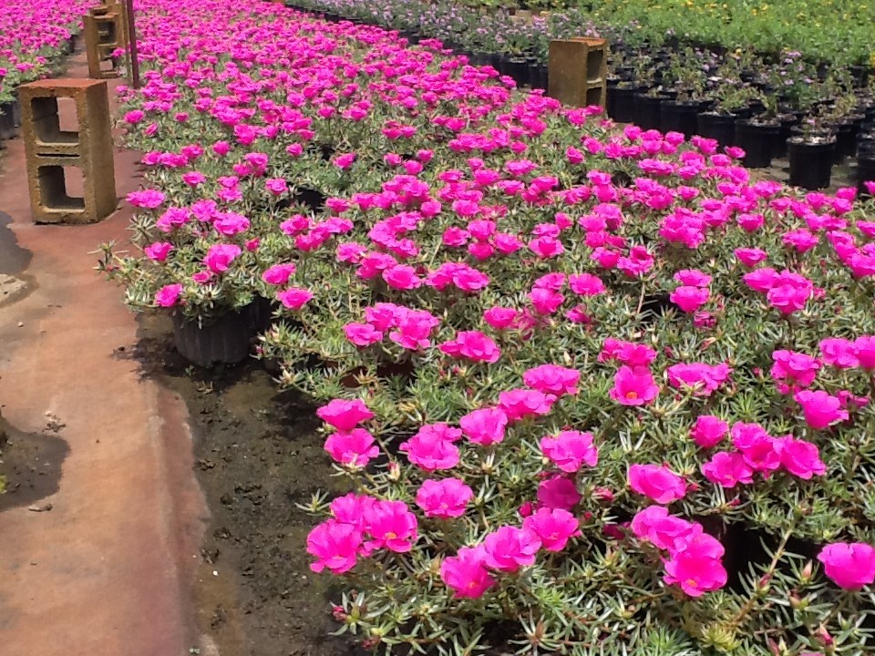 portulaca-purslane-rose-moss