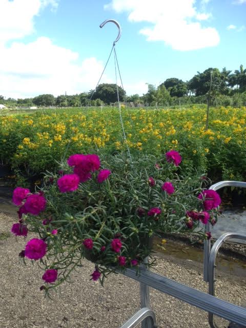 portulaca-purslane-rose-moss
