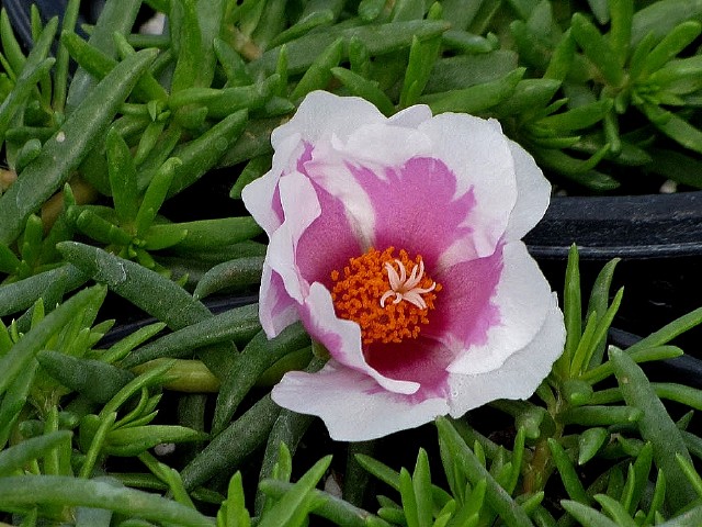 portulaca-purslane-rose-moss