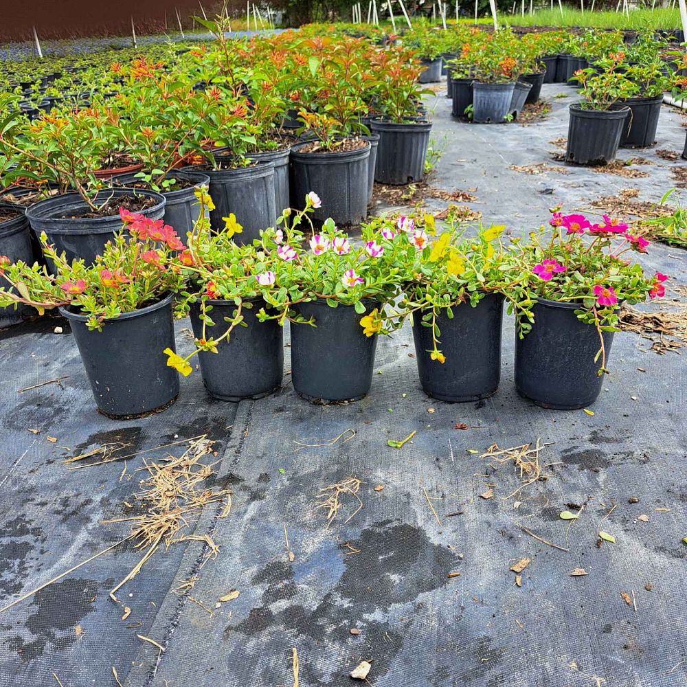 portulaca-purslane-rose-moss