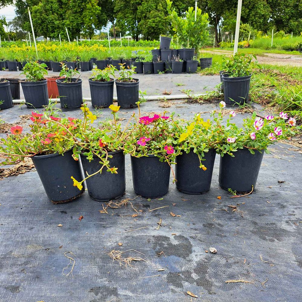 portulaca-purslane-rose-moss