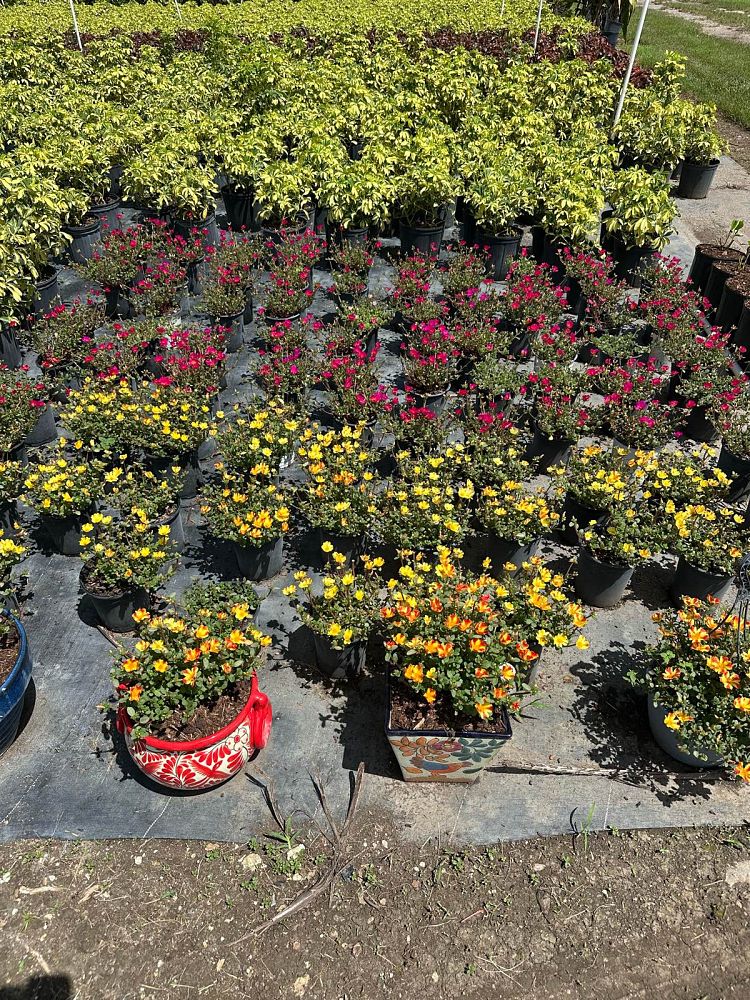 portulaca-purslane-rose-moss