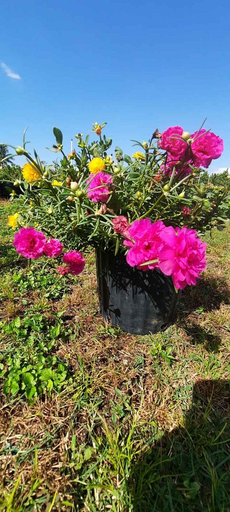 portulaca-purslane-rose-moss