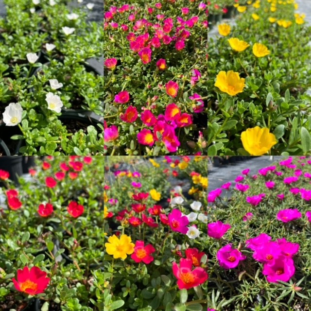 portulaca-purslane-rose-moss