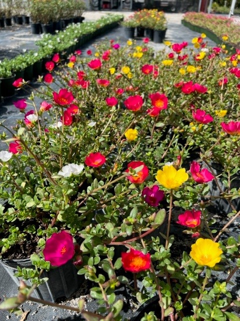 portulaca-purslane-rose-moss
