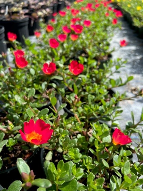 portulaca-purslane-rose-moss