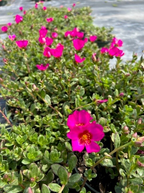 portulaca-purslane-rose-moss