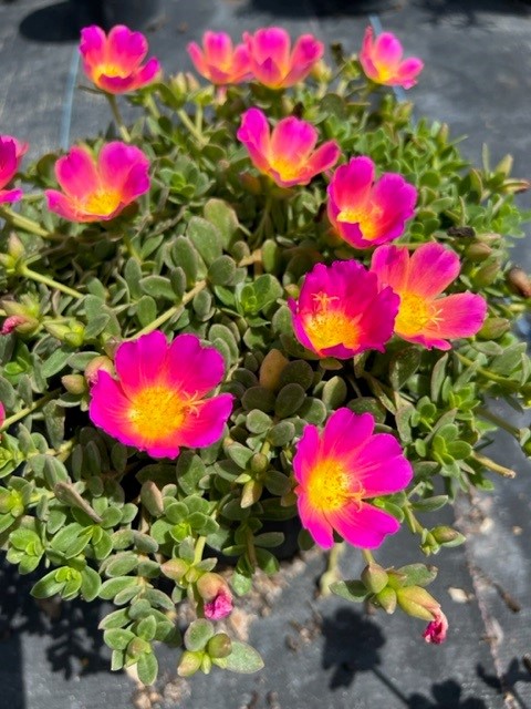 portulaca-purslane-rose-moss