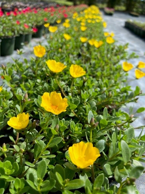 portulaca-purslane-rose-moss