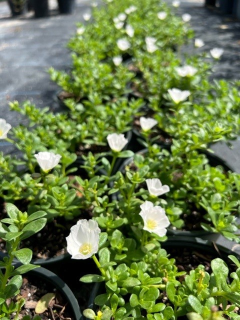 portulaca-purslane-rose-moss