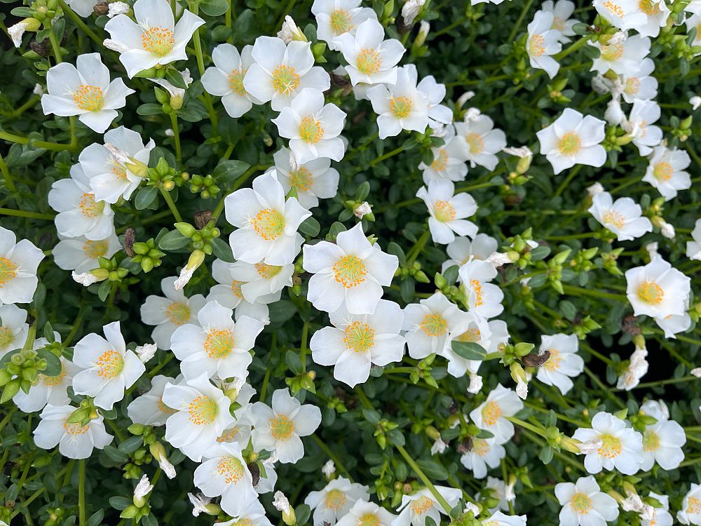 portulaca-purslane-rose-moss