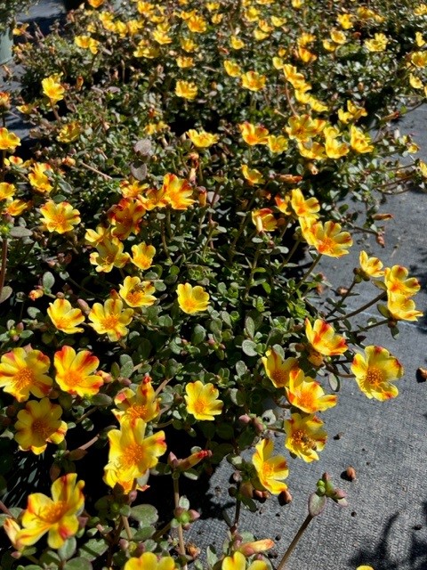 portulaca-purslane-rose-moss