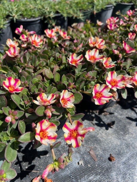 portulaca-purslane-rose-moss