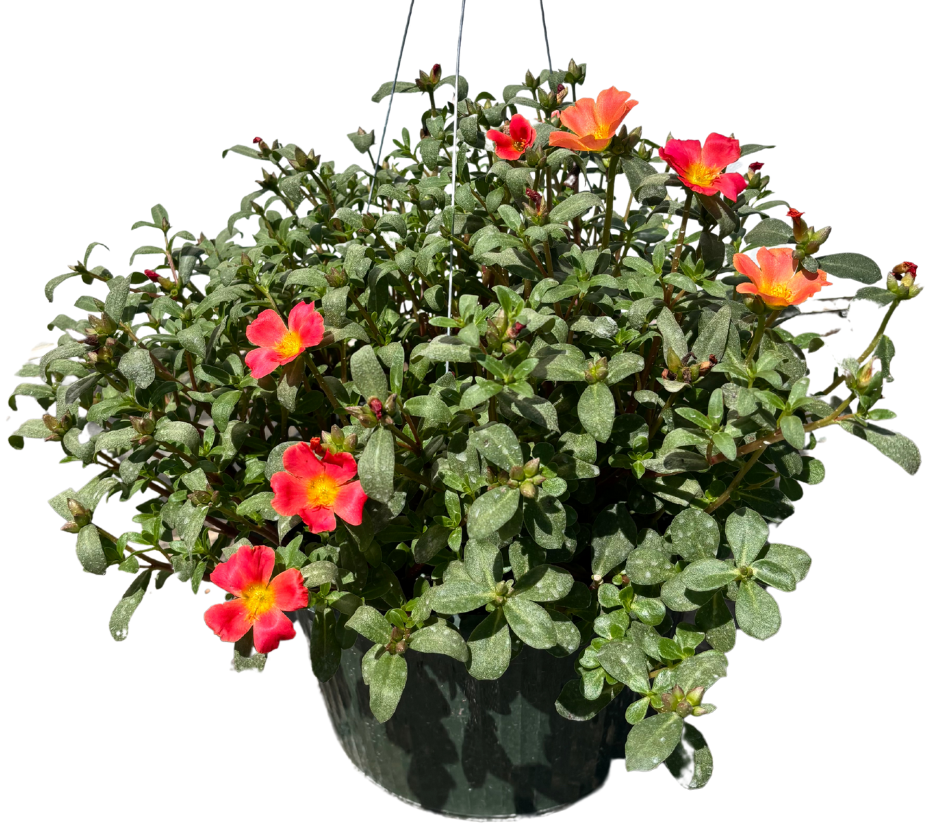 portulaca-purslane-rose-moss