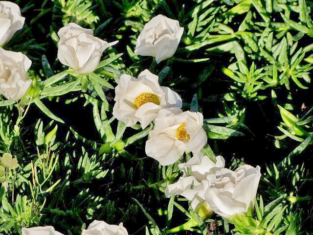 portulaca-snow-white-purslane-rose-moss