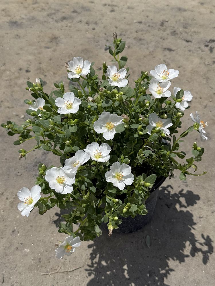 portulaca-snow-white-purslane-rose-moss