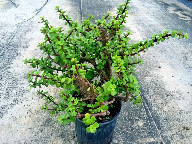 portulacaria-afra-elephant-bush