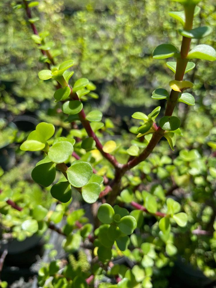 portulacaria-afra-elephant-bush