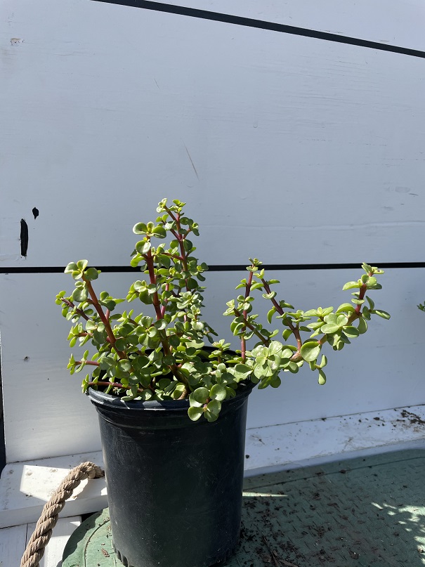portulacaria-afra-elephant-bush