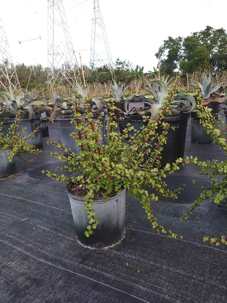 portulacaria-afra-elephant-bush