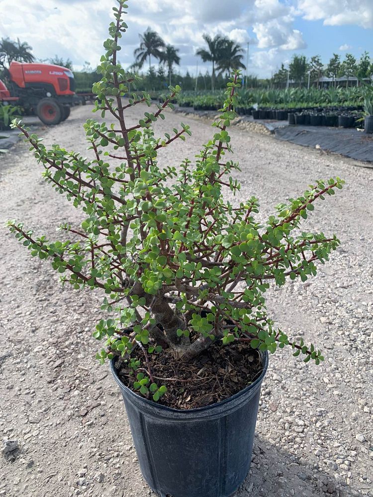 portulacaria-afra-elephant-bush