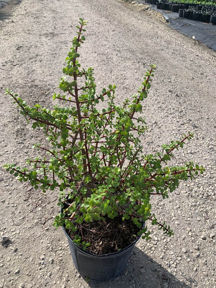 portulacaria-afra-elephant-bush