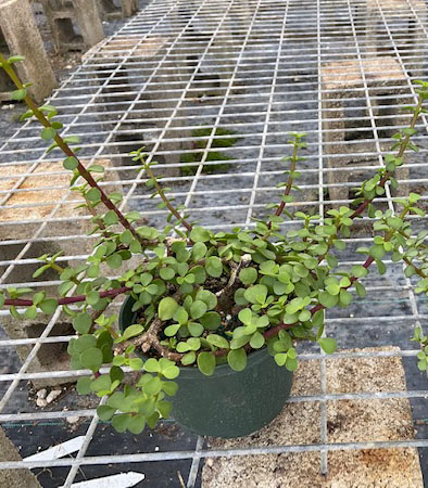 portulacaria-afra-elephant-bush