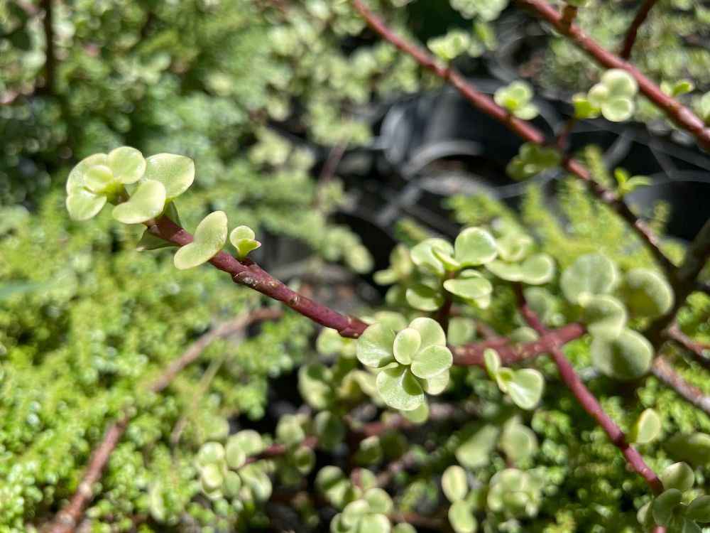 portulacaria-afra-elephant-bush