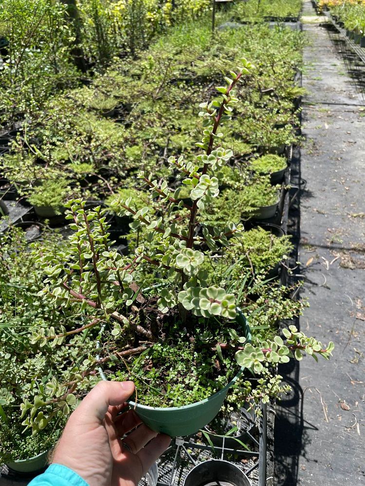 portulacaria-afra-elephant-bush