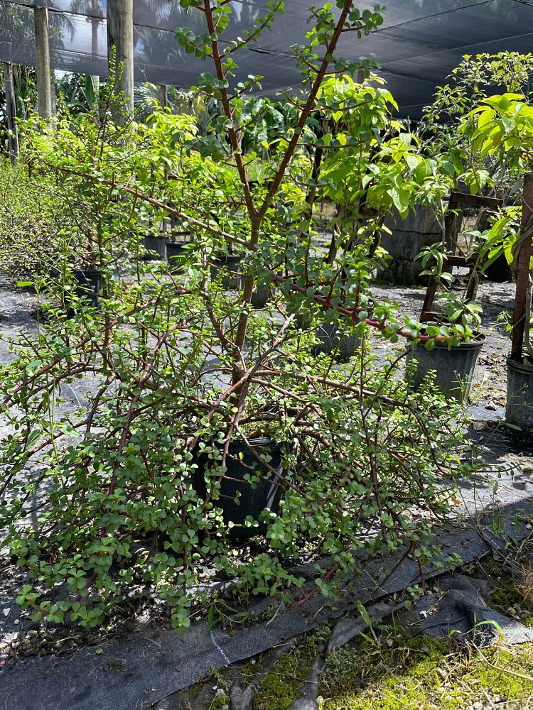 portulacaria-afra-elephant-bush