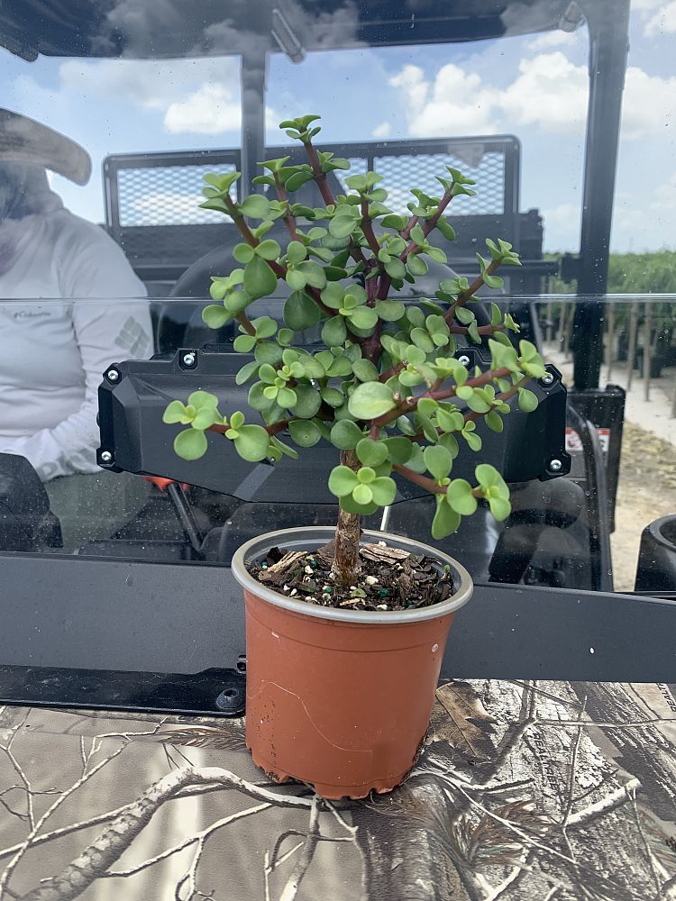 portulacaria-afra-elephant-bush