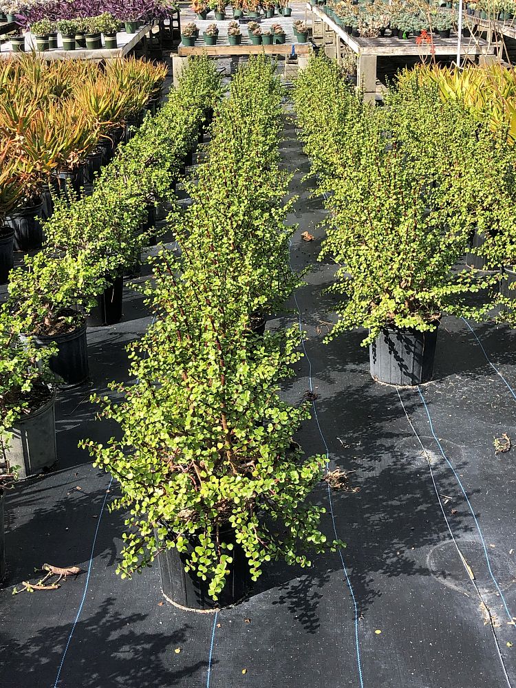 portulacaria-afra-elephant-bush