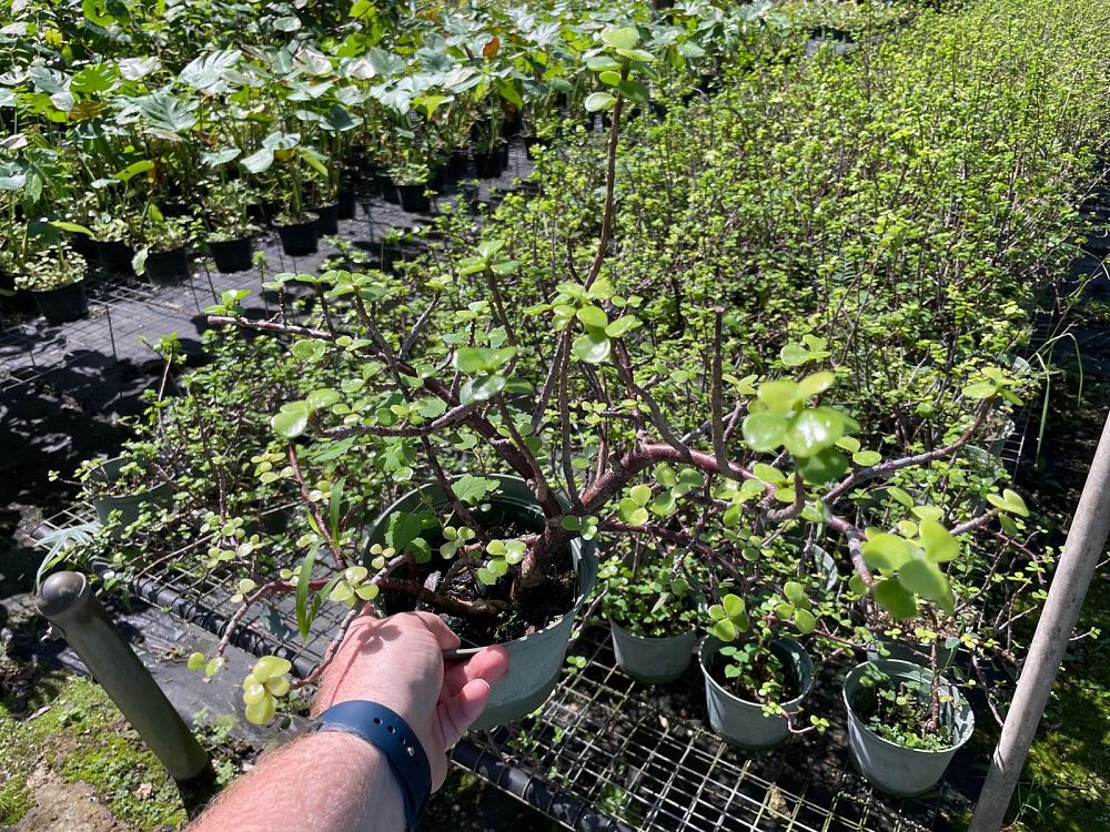 portulacaria-afra-elephant-bush