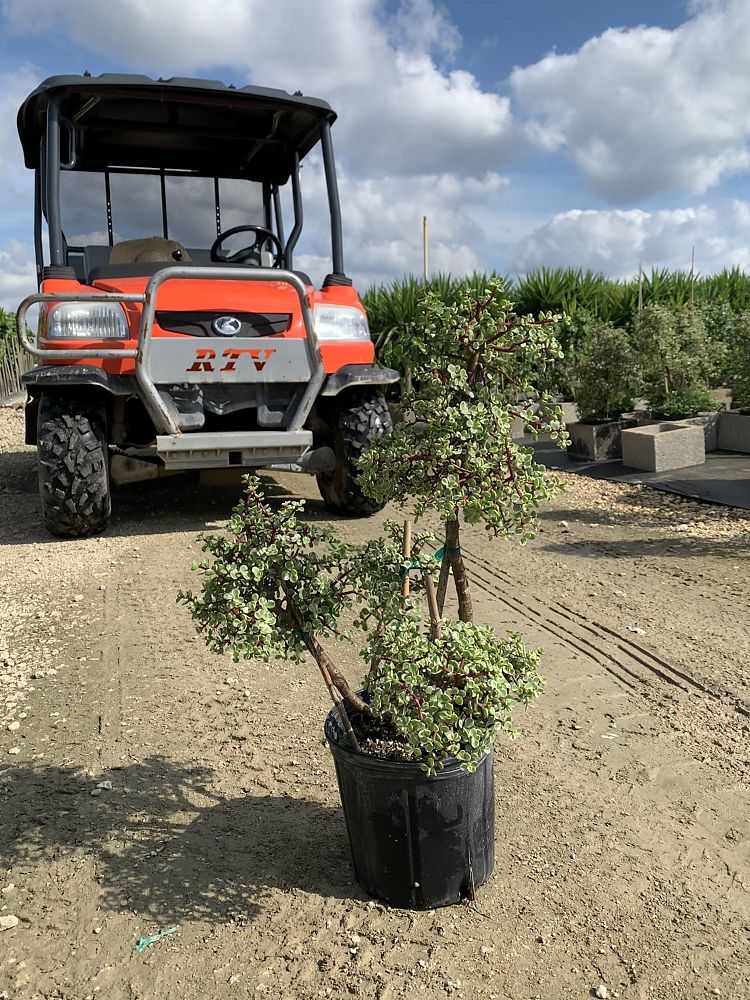 portulacaria-afra-elephant-bush